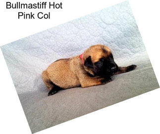 Bullmastiff Hot Pink Col