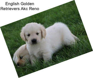 English Golden Retrievers Akc Reno