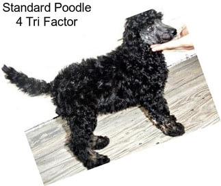 Standard Poodle 4 Tri Factor