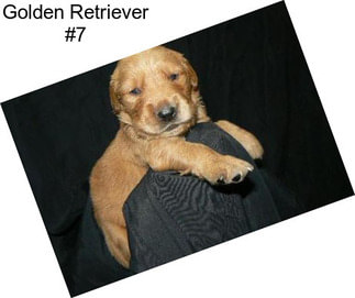 Golden Retriever #7