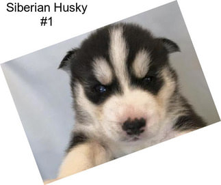 Siberian Husky #1