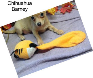 Chihuahua Barney