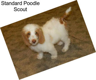 Standard Poodle Scout