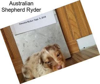 Australian Shepherd Ryder