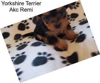 Yorkshire Terrier Akc Remi