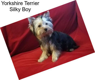 Yorkshire Terrier Silky Boy
