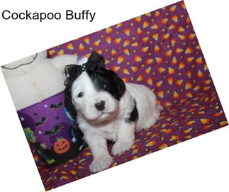 Cockapoo Buffy