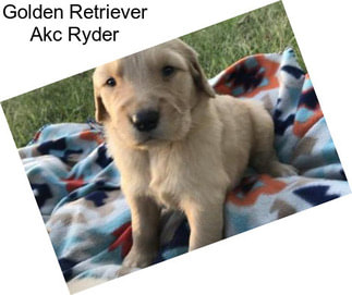 Golden Retriever Akc Ryder