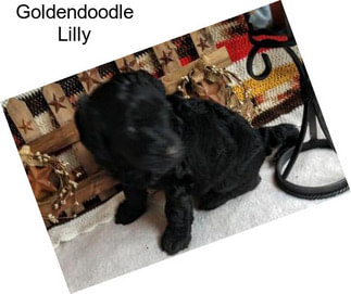 Goldendoodle Lilly