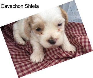 Cavachon Shiela