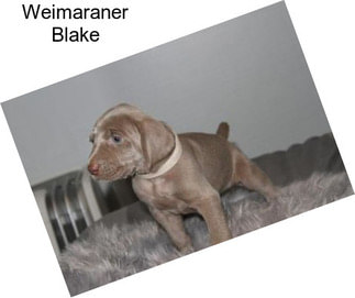 Weimaraner Blake