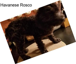 Havanese Rosco