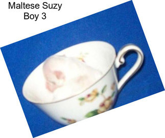 Maltese Suzy Boy 3