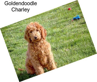 Goldendoodle Charley