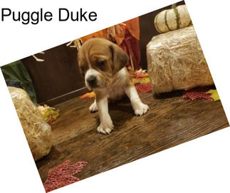 Puggle Duke