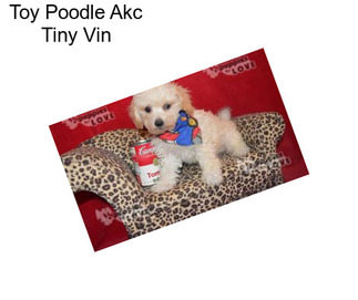 Toy Poodle Akc Tiny Vin