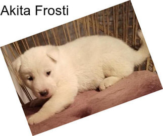 Akita Frosti