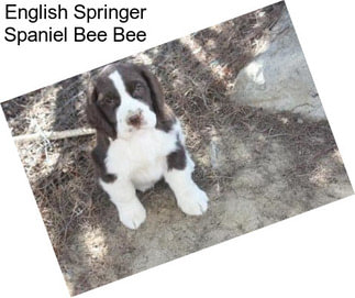 English Springer Spaniel Bee Bee