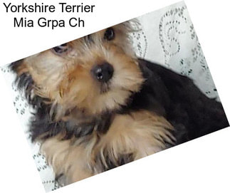 Yorkshire Terrier Mia Grpa Ch