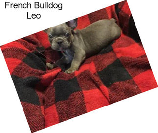 French Bulldog Leo