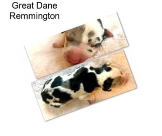 Great Dane Remmington