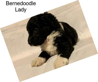Bernedoodle Lady
