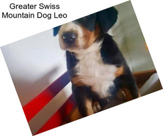 Greater Swiss Mountain Dog Leo