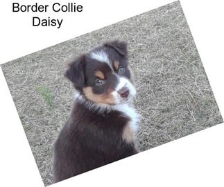 Border Collie Daisy