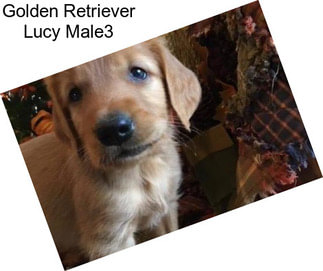 Golden Retriever Lucy Male3