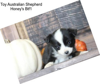 Toy Australian Shepherd Honey\'s Btf1