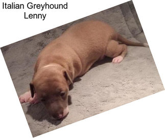 Italian Greyhound Lenny