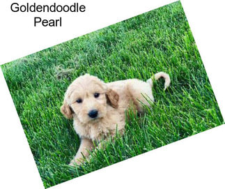Goldendoodle Pearl