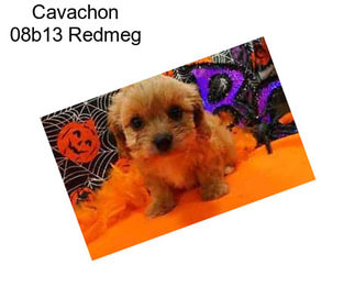 Cavachon 08b13 Redmeg