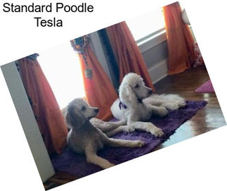 Standard Poodle Tesla
