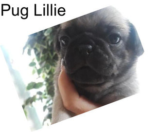 Pug Lillie