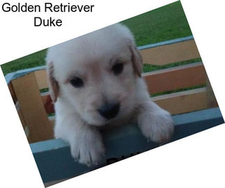 Golden Retriever Duke