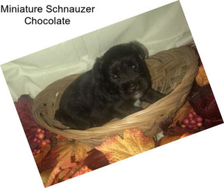 Miniature Schnauzer Chocolate