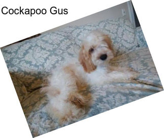 Cockapoo Gus