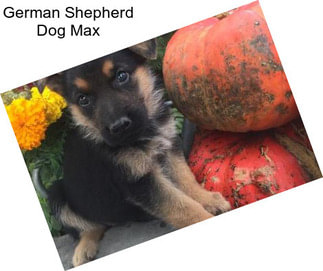 German Shepherd Dog Max