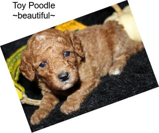 Toy Poodle ~beautiful~