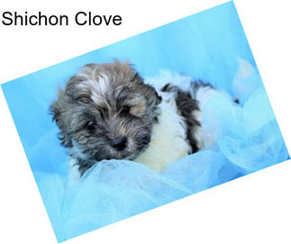 Shichon Clove