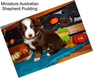 Miniature Australian Shepherd Pudding