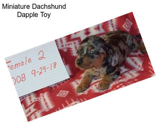 Miniature Dachshund Dapple Toy