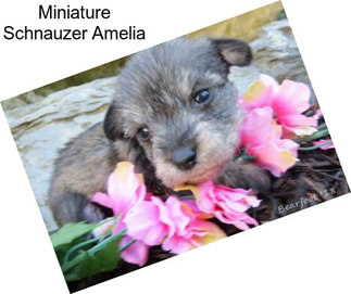 Miniature Schnauzer Amelia