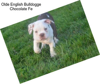 Olde English Bulldogge Chocolate Fe