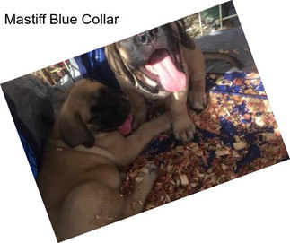Mastiff Blue Collar