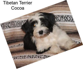 Tibetan Terrier Cocoa