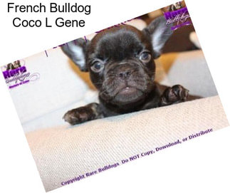 French Bulldog Coco L Gene