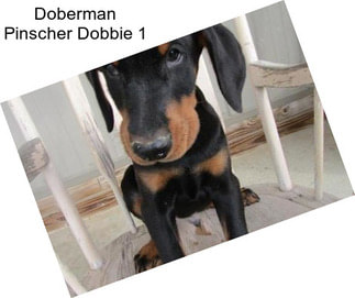 Doberman Pinscher Dobbie 1