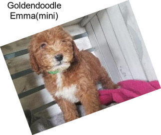 Goldendoodle Emma(mini)
